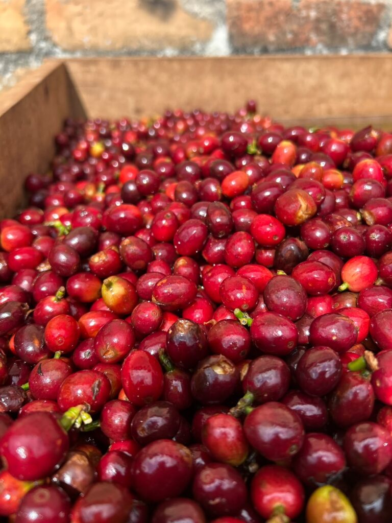 Bolsa de café Castillo Honey 86 SCA – Zenda Specialty Coffee